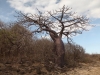 baobab-madagascar-jpg