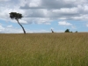 kenya-dans-la-reserve-du-massai-mara-les-animaux-souffrent-des-secheresses-recurrentes