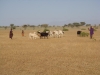 kenya-le-troupeau-seule-richesse-du-peuple-turkana