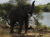 elephants-zambeze-morad-ait-habbouche-2012